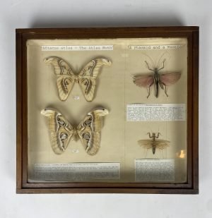 Museum taxidermy moth and insect case.