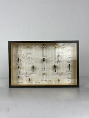 Taxidermy dragonfly collection