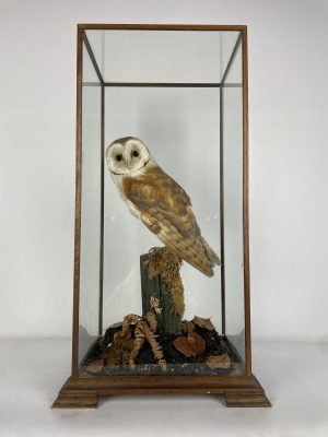 Taxidermy Barn Owl