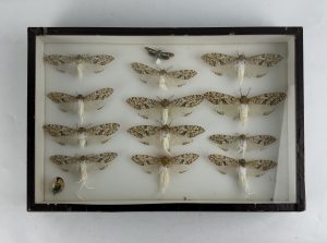 Taxidermy Wax Tail Moths